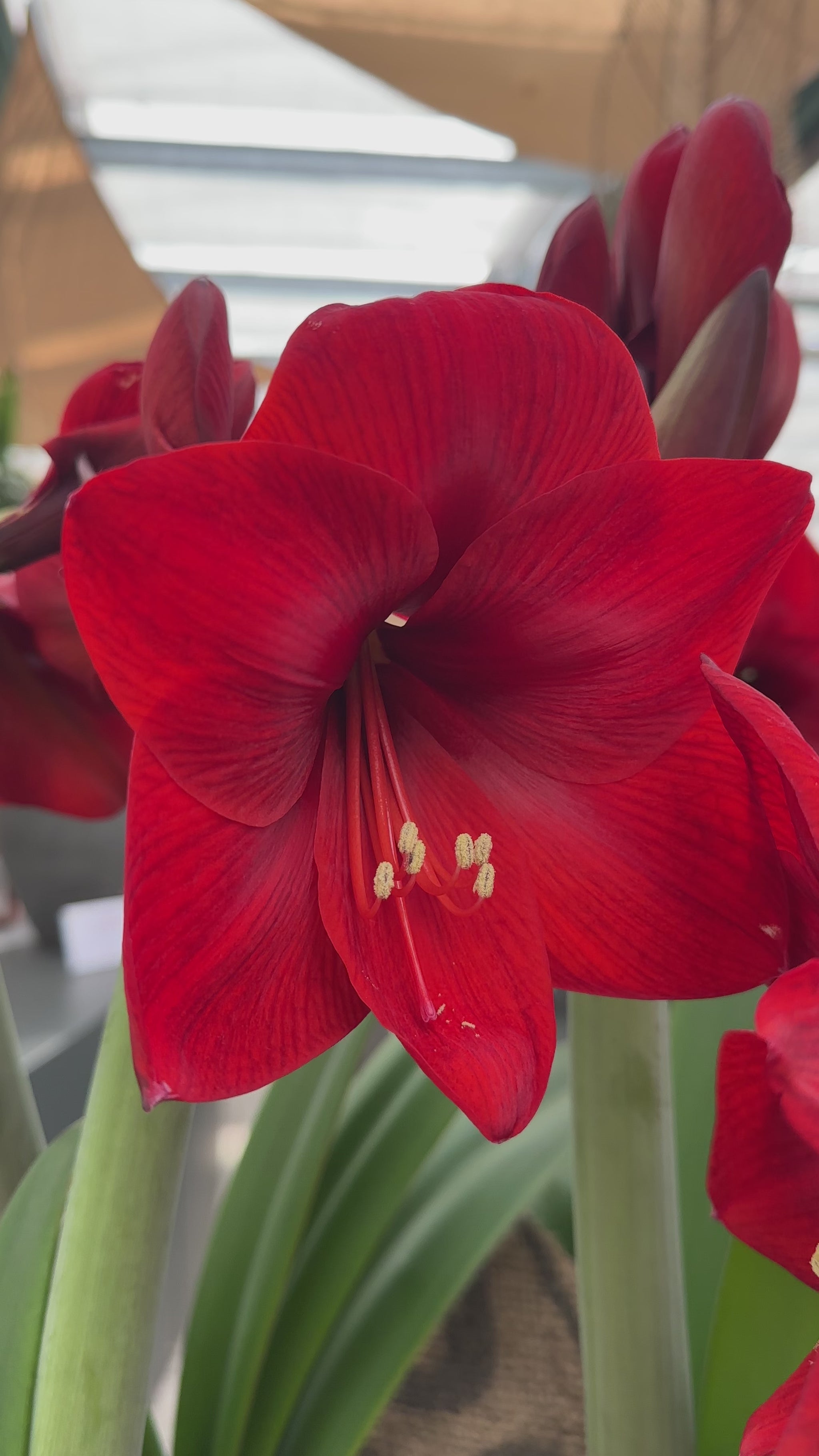 Amaryllis Floris Hekker