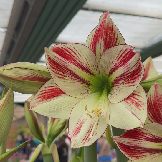 Amaryllis Ambiance