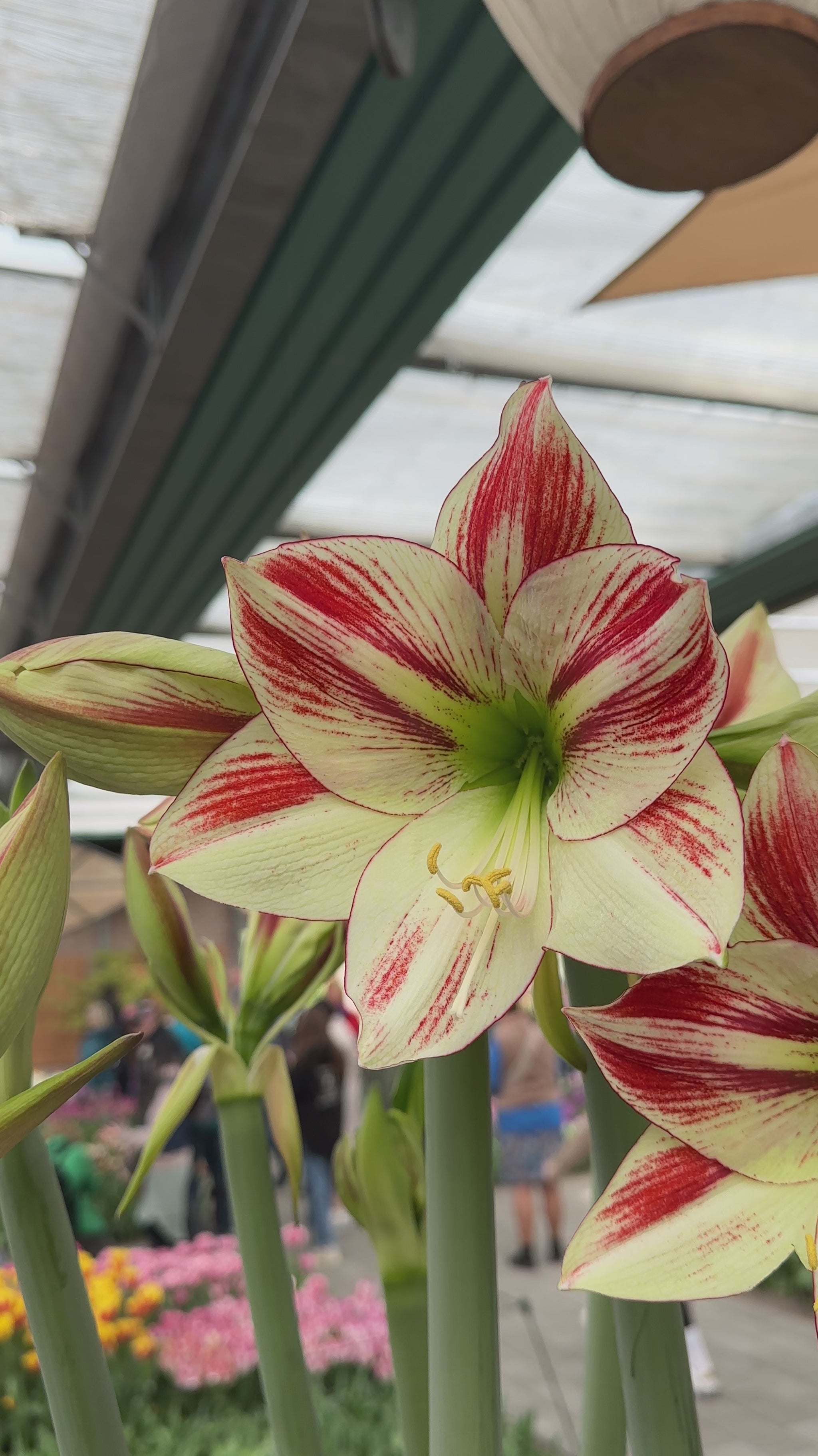 Amaryllis Ambiance