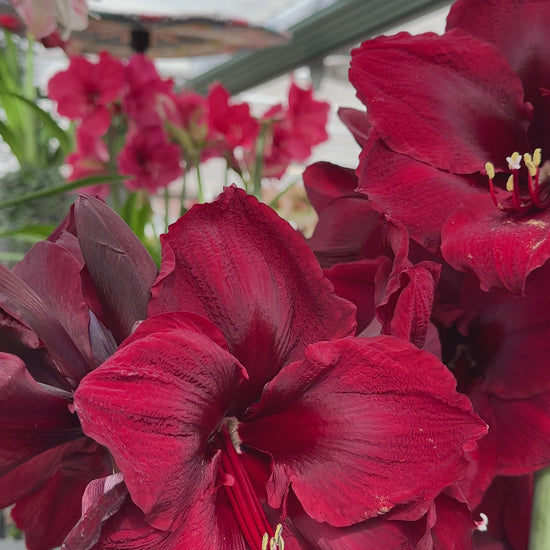 Amaryllis Grand Diva
