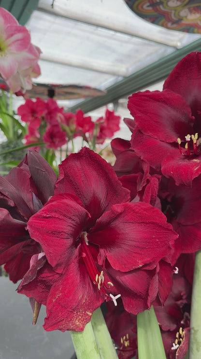 Amaryllis Grand Diva