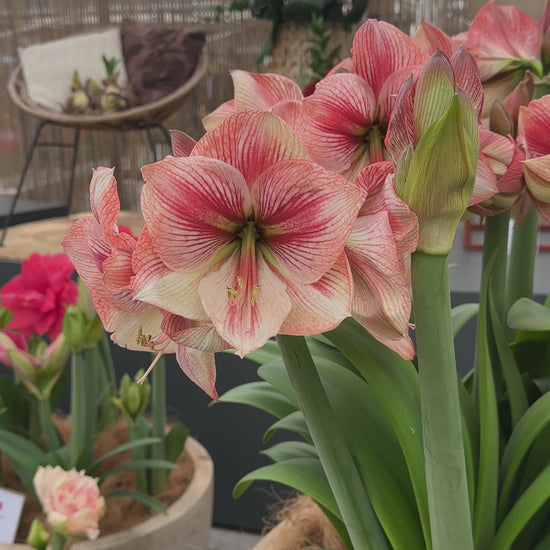 Amaryllis Provence