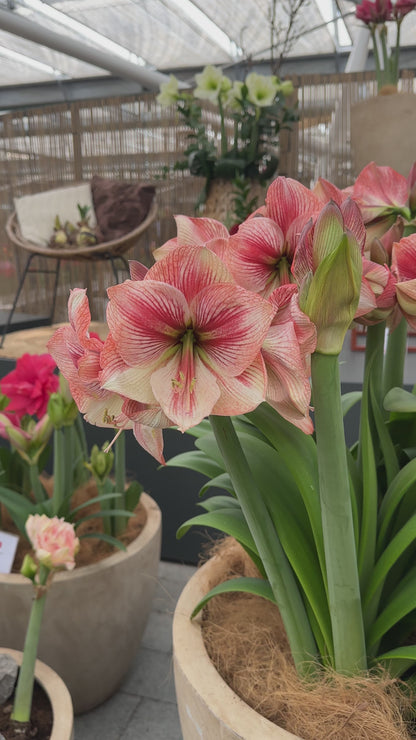 Amaryllis Provence