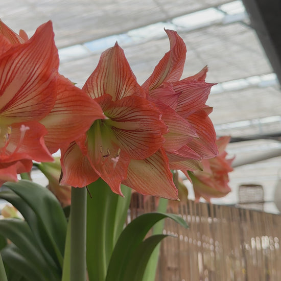 Amaryllis Naomi