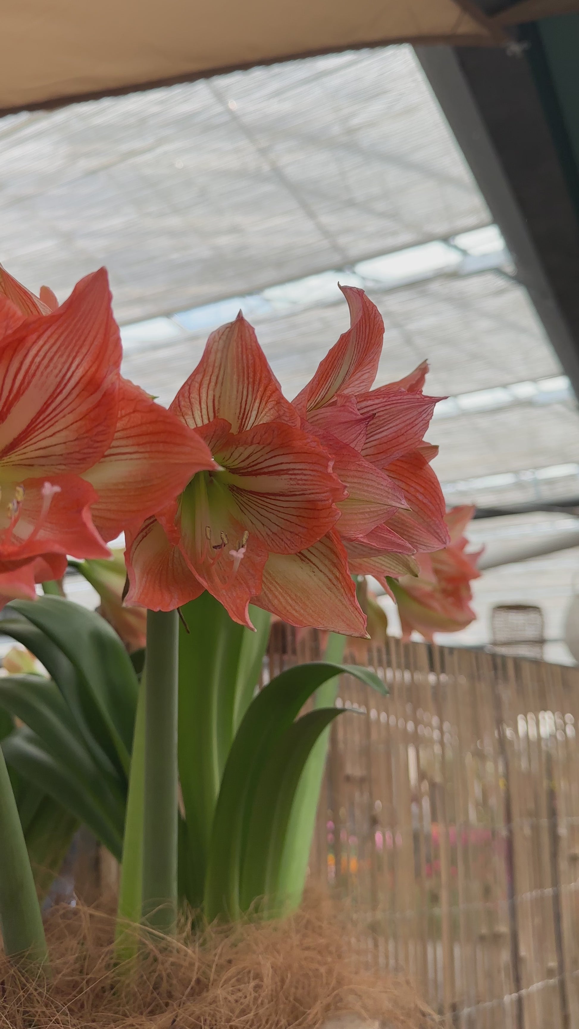 Amaryllis Naomi