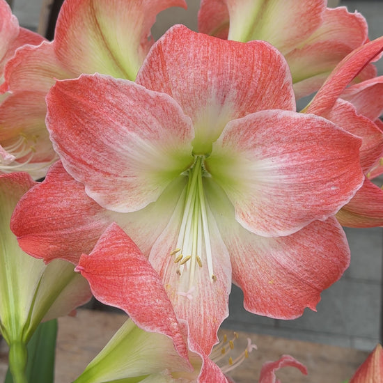 Amaryllis King Star (Serenity)