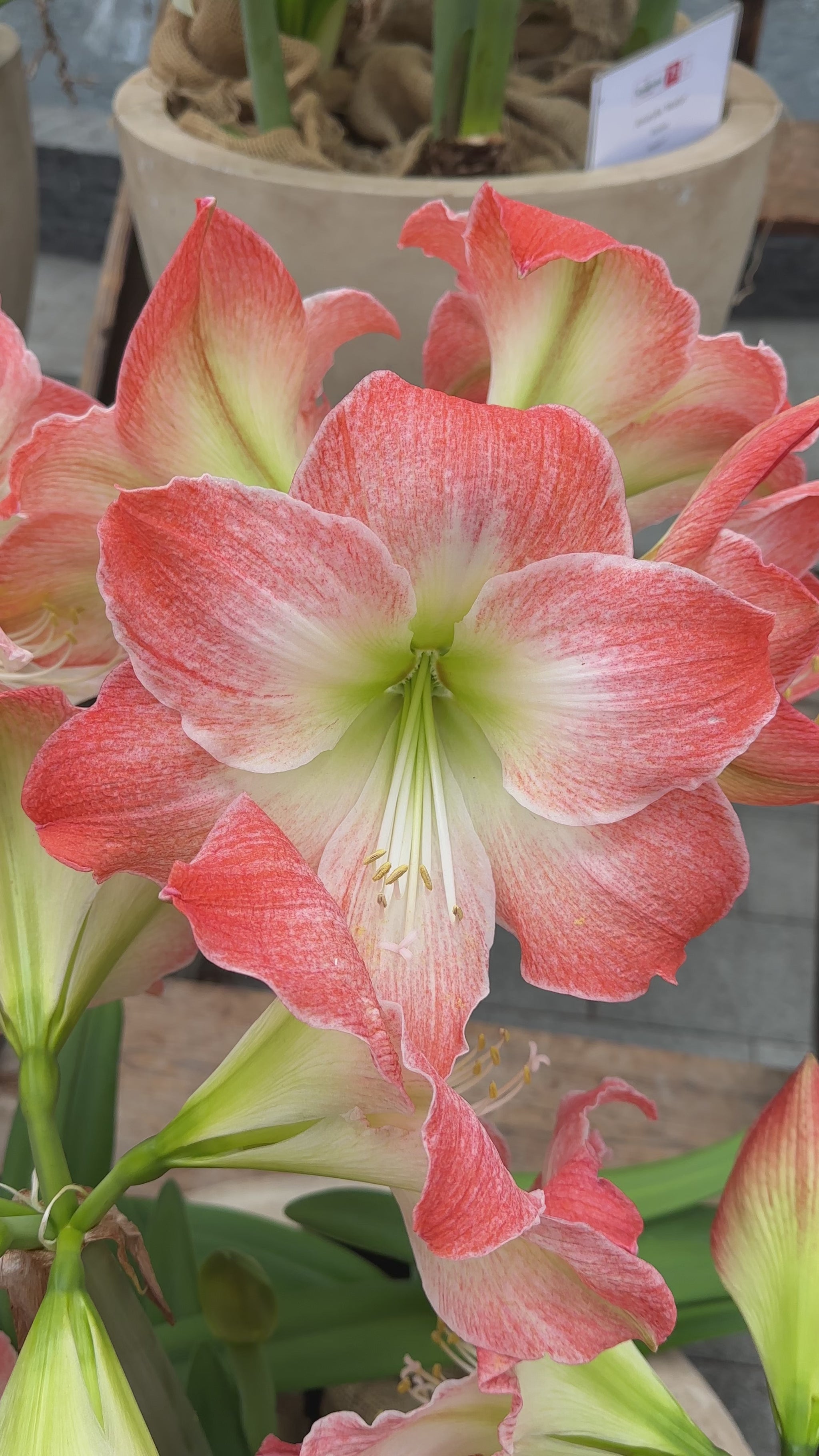 Amaryllis King Star (Serenity)