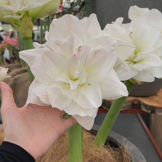 Amaryllis Artic Nymph