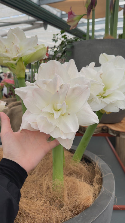 Amaryllis Artic Nymph