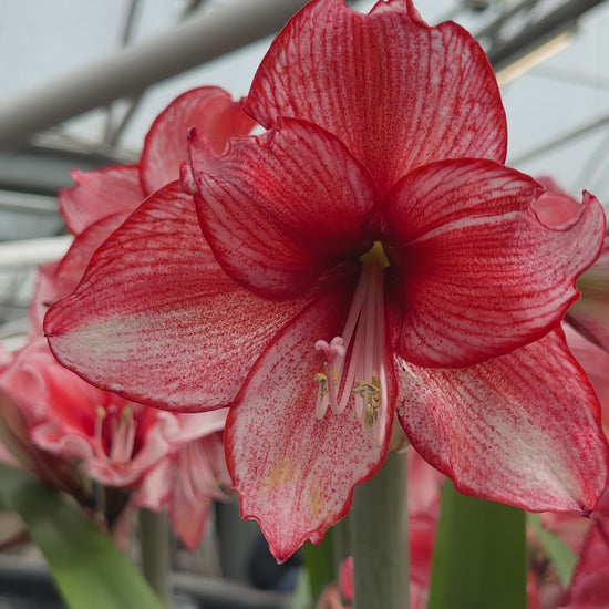 Amaryllis Charisma