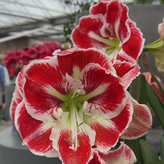 Amaryllis Samba