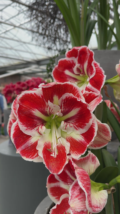 Amaryllis Samba