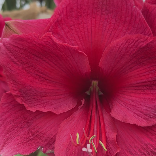 Amaryllis Pink Surprise
