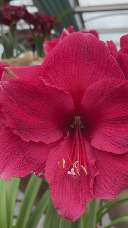 Amaryllis Pink Surprise
