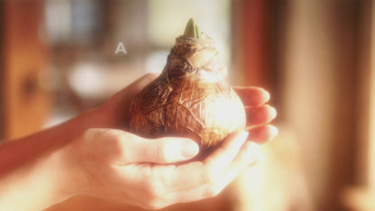 Amaryllis (Hippeastrum) Single Collection (3 Bulbs)