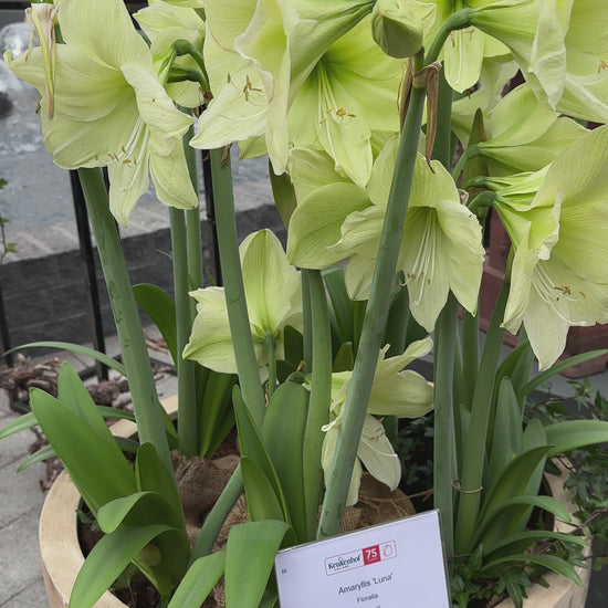 Amaryllis Luna