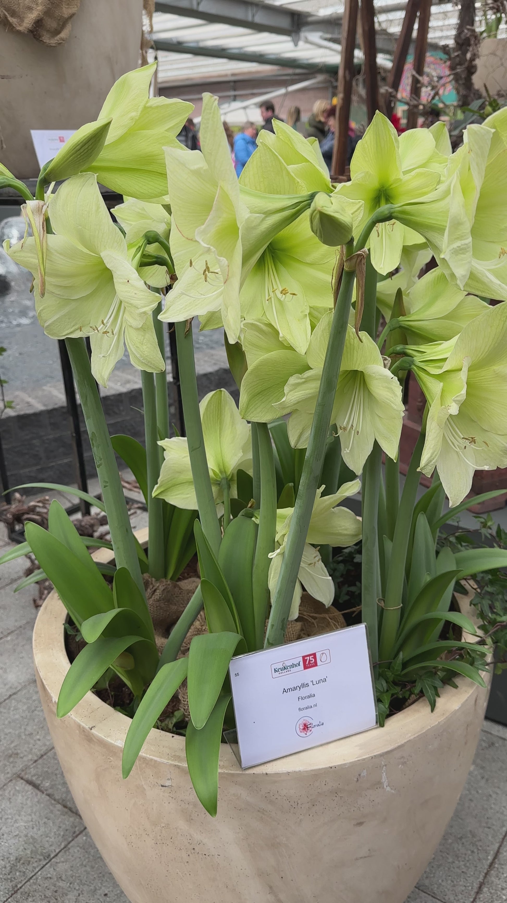 Amaryllis Luna