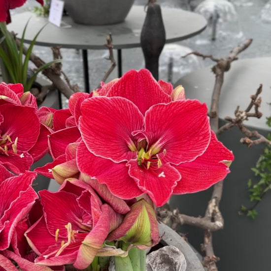 Amaryllis Magical Touch