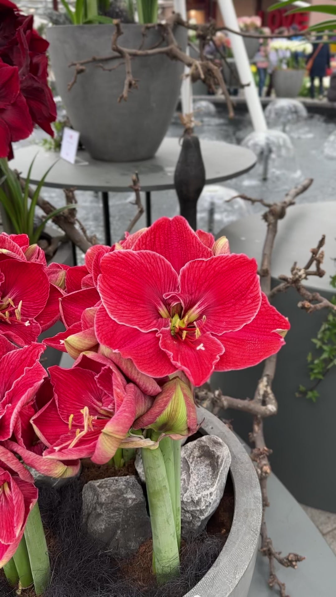 Amaryllis Magical Touch