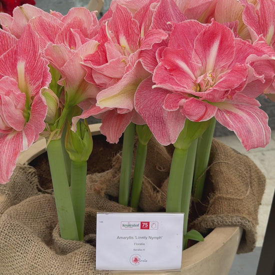 Amaryllis Lovely Nymph