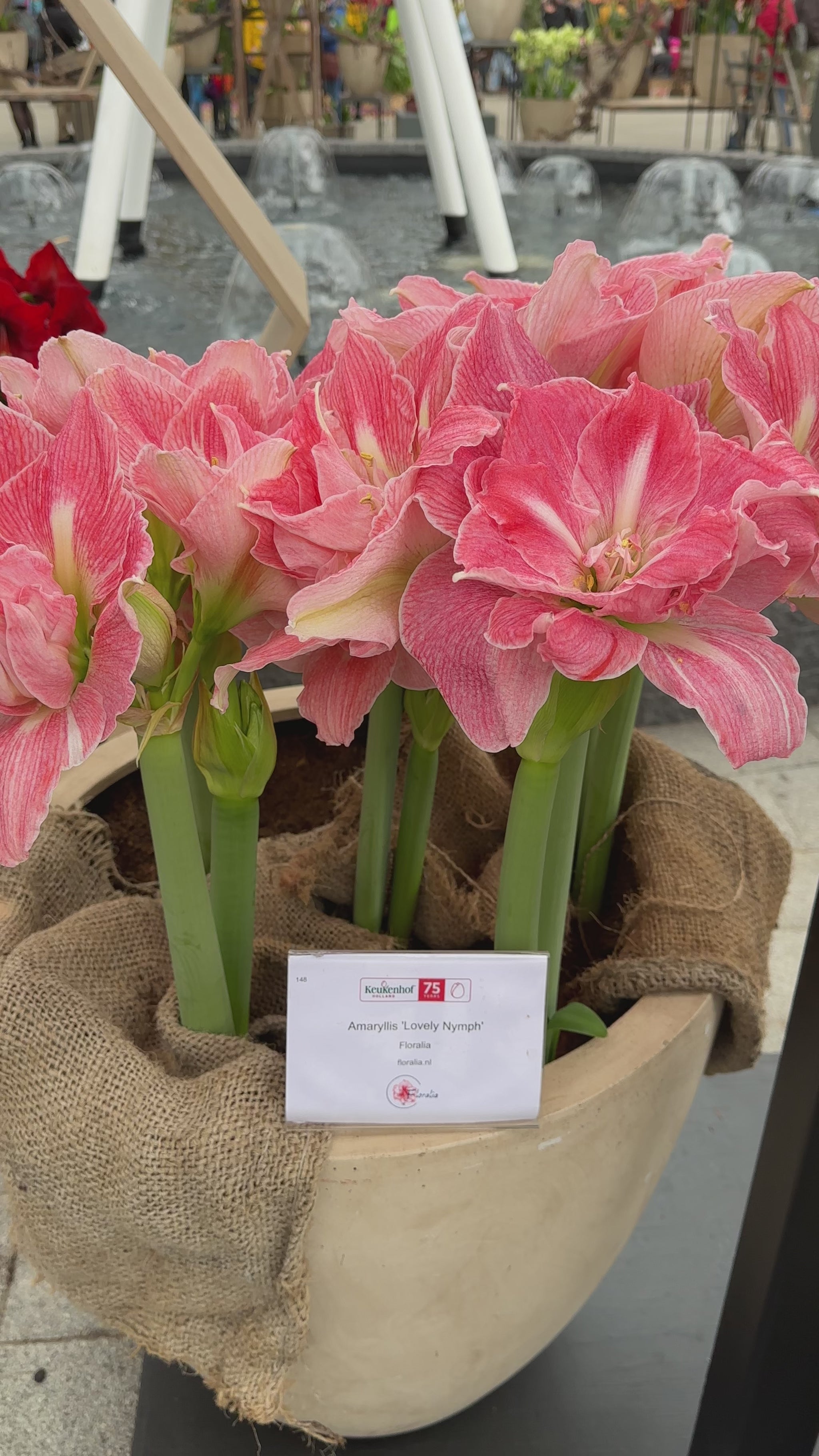 Amaryllis Lovely Nymph