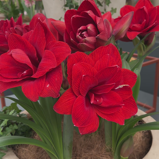 Amaryllis Double Dragon