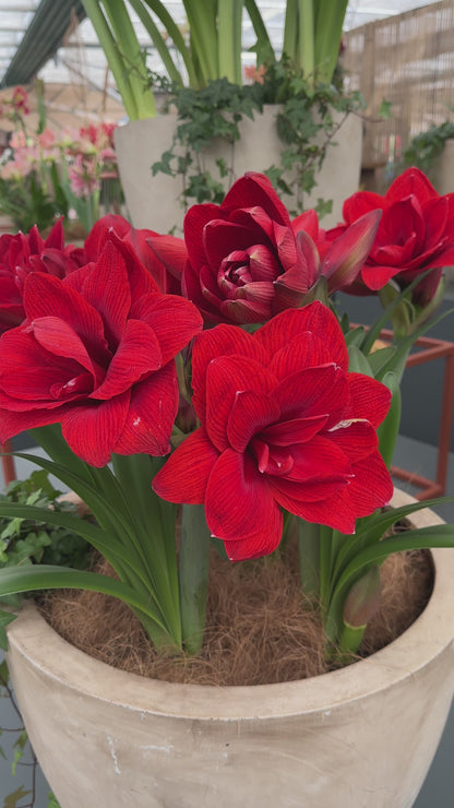 Amaryllis Double Dragon