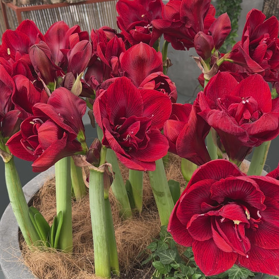 Amaryllis Velvet Nymph