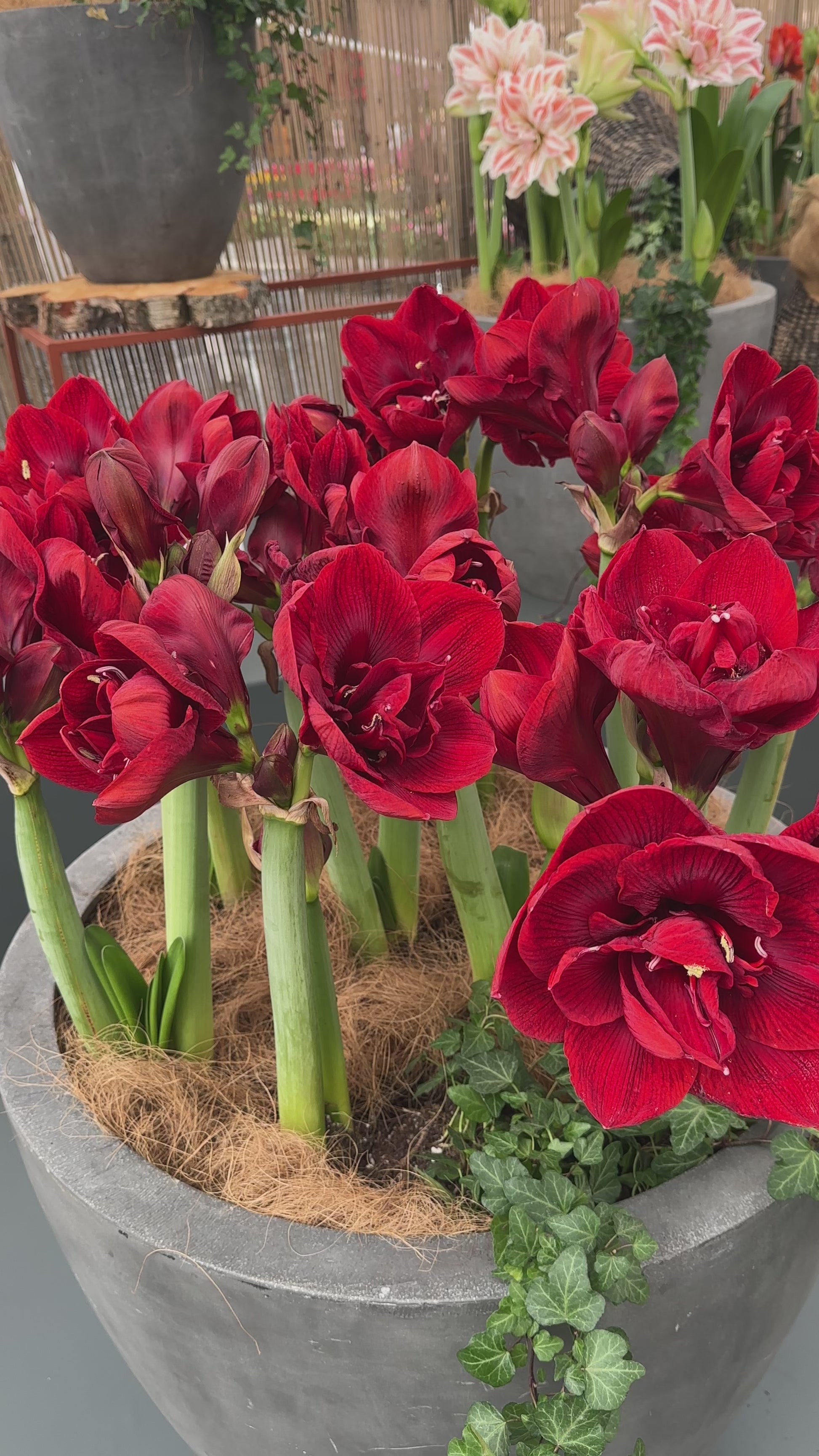 Amaryllis Velvet Nymph