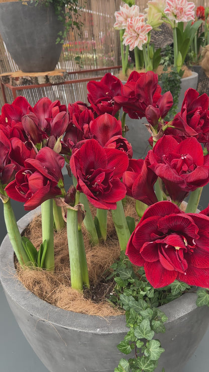 Amaryllis Velvet Nymph