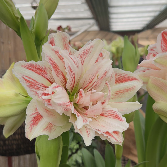 Amaryllis Dancing Queen