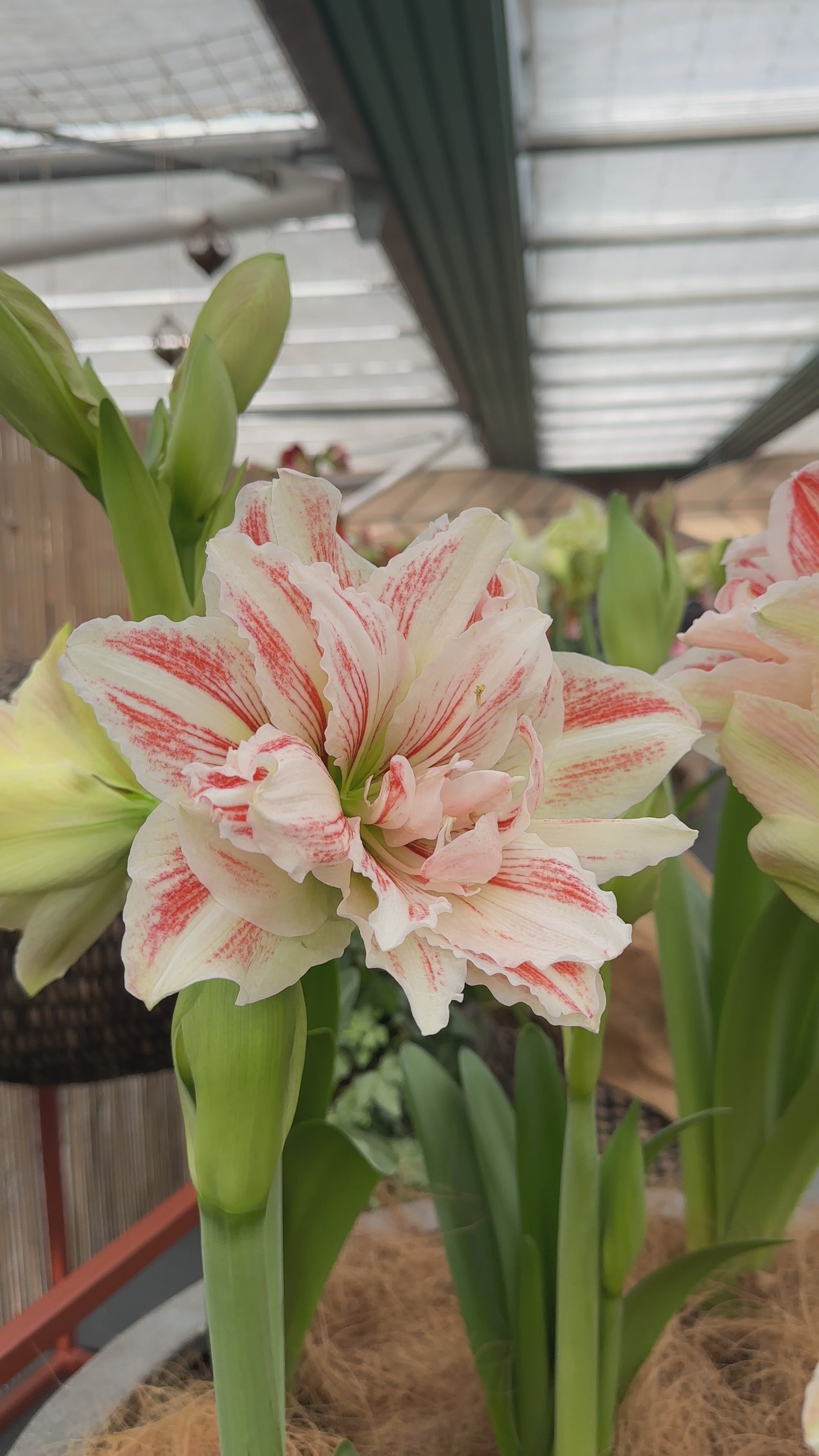 Amaryllis Dancing Queen