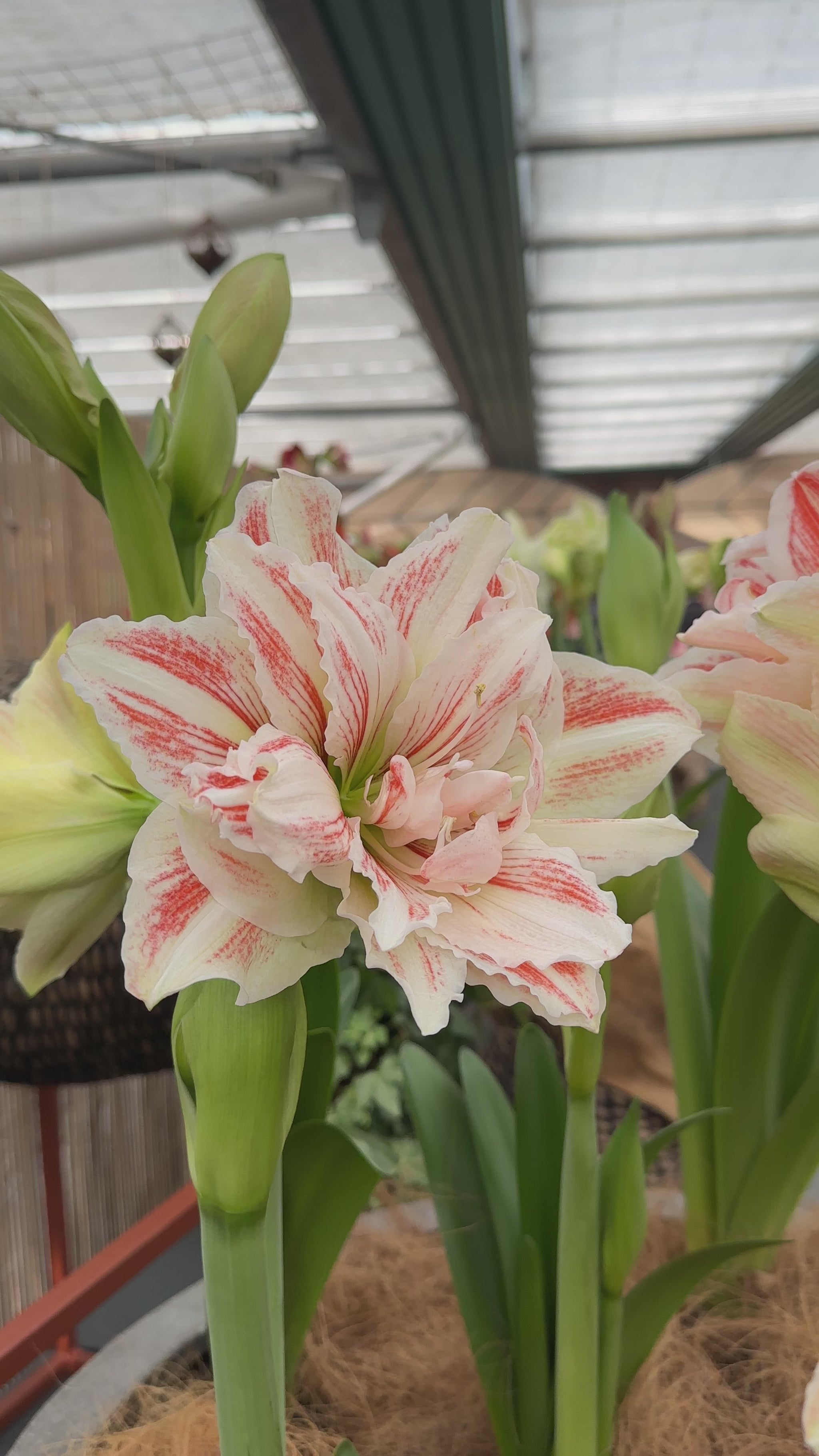 Amaryllis Dancing Queen