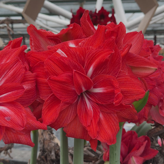 Amaryllis Double Circus