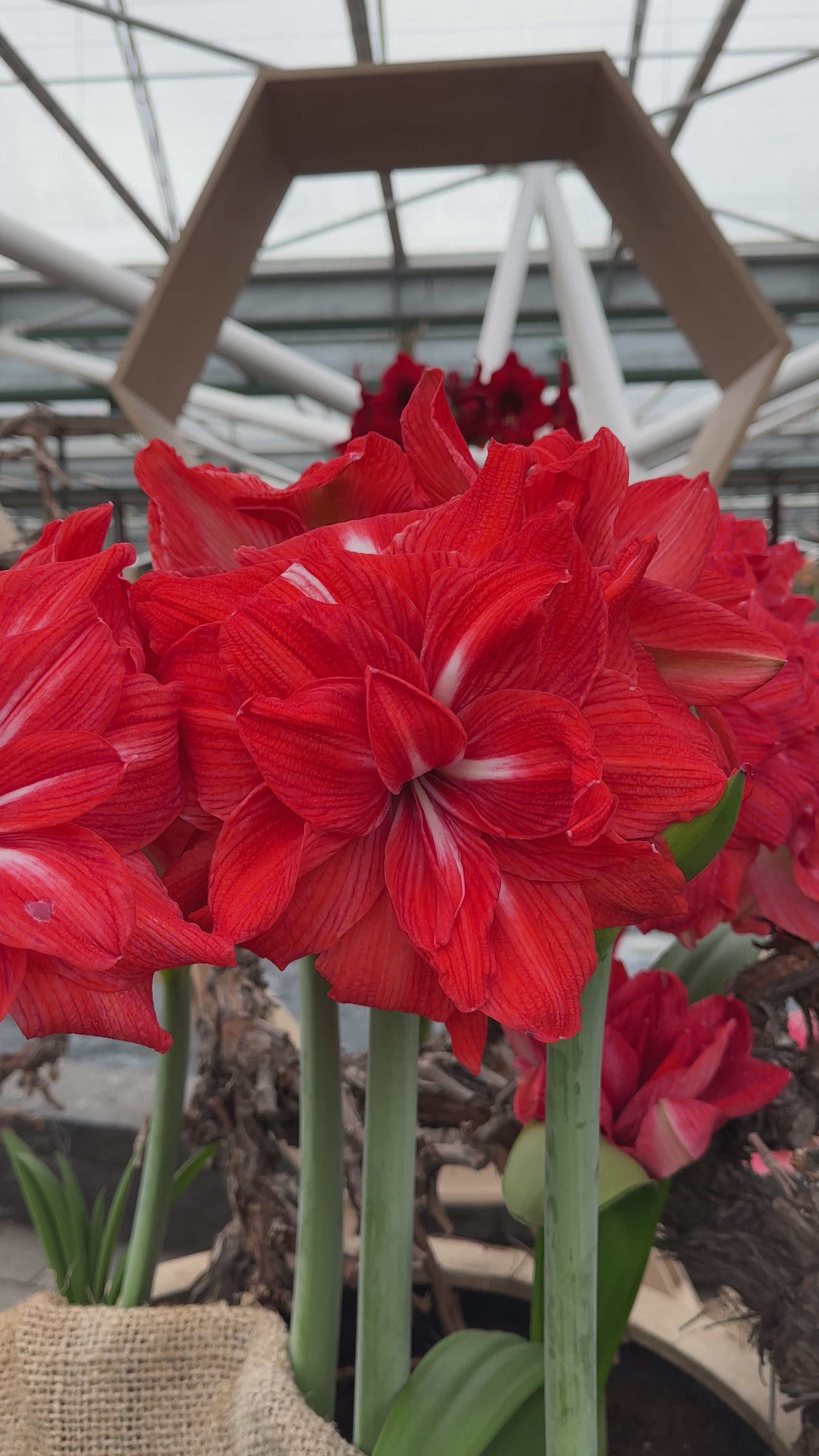 Amaryllis Double Circus