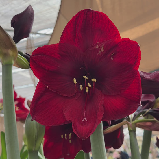 Amaryllis Benfica
