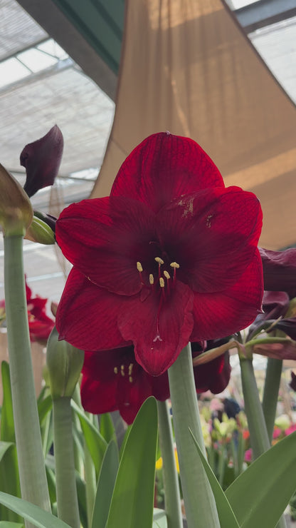Amaryllis Benfica