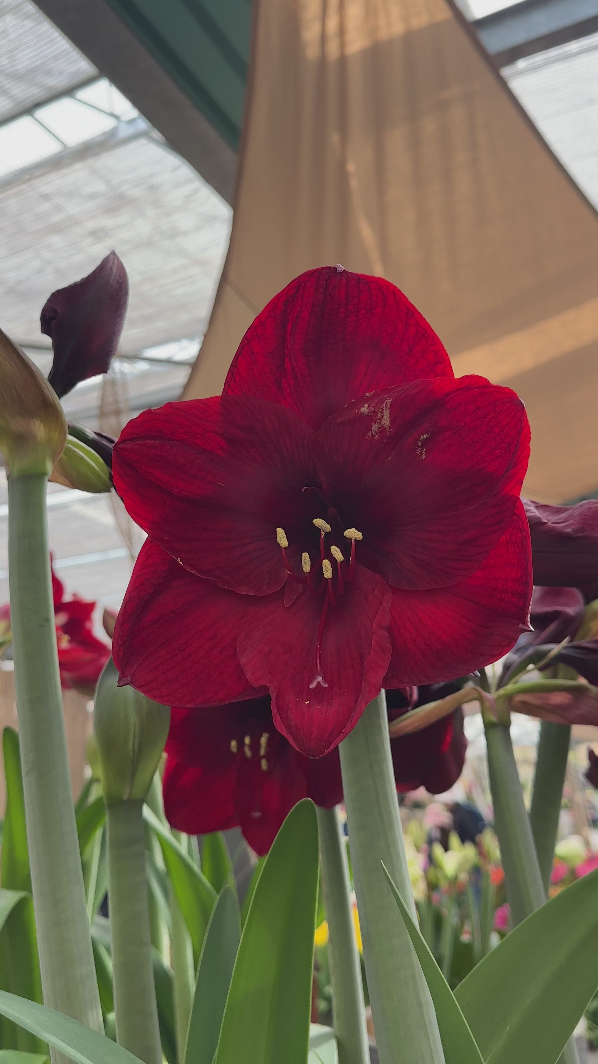 Amaryllis Benfica
