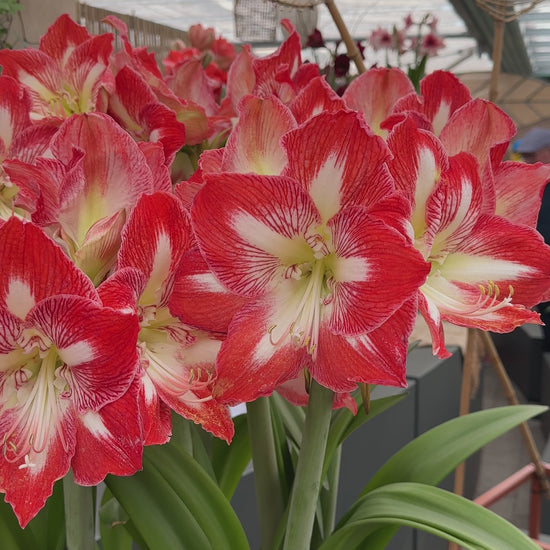 Amaryllis Minerva