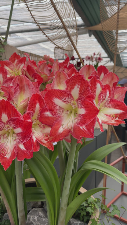 Amaryllis Minerva