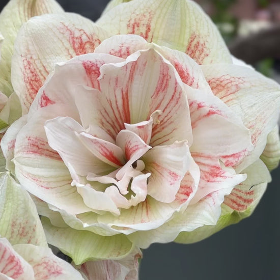 Amaryllis Nymph