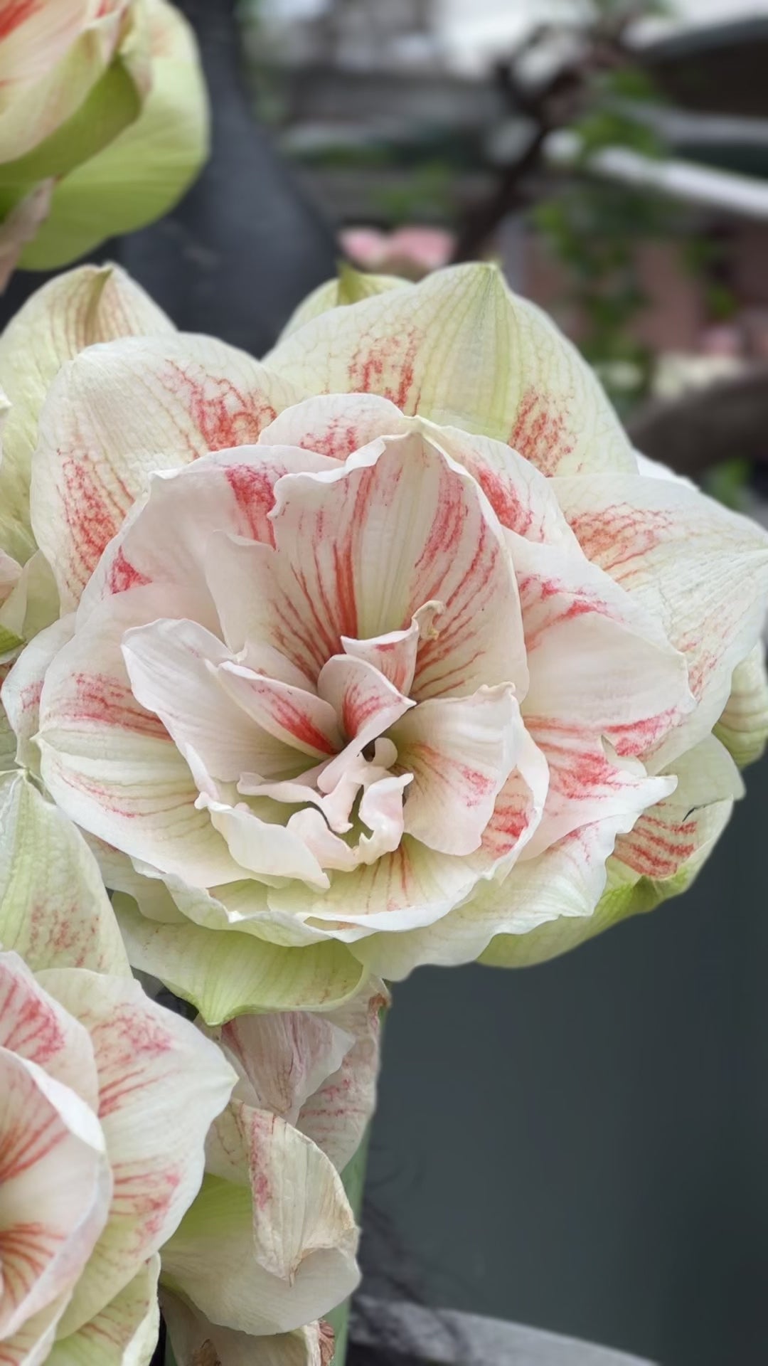 Amaryllis Nymph