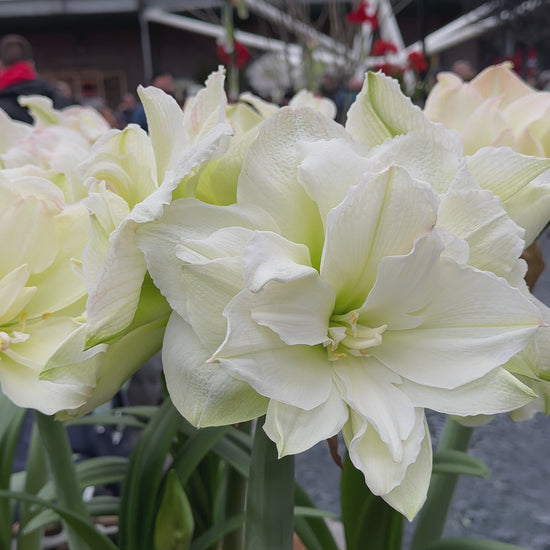 Amaryllis Polar Belle