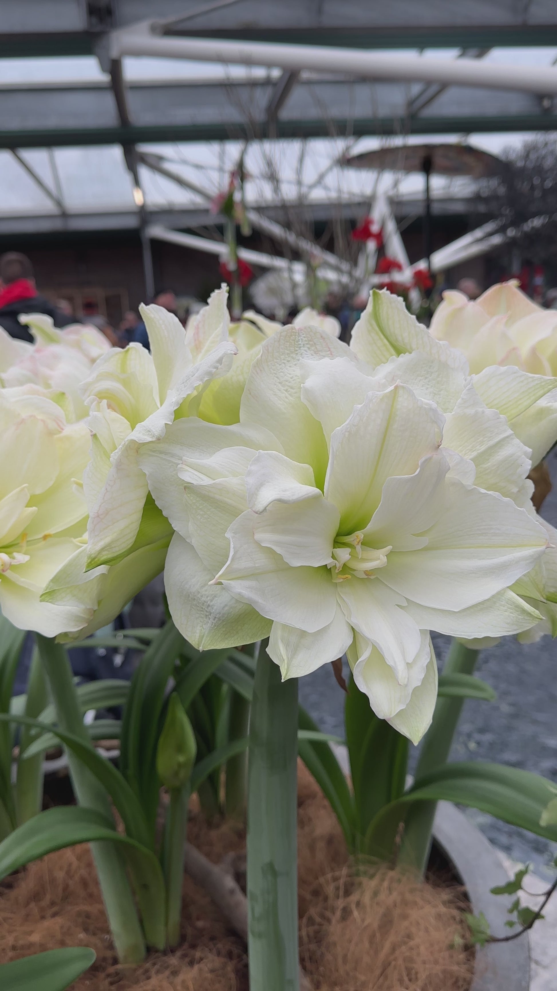 Amaryllis Polar Belle
