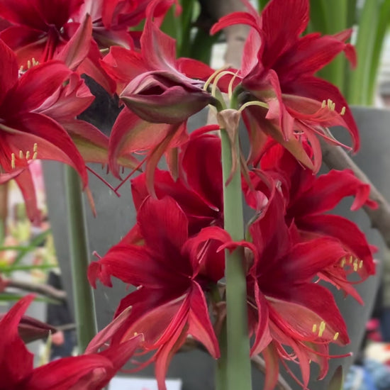 Amaryllis Bogota
