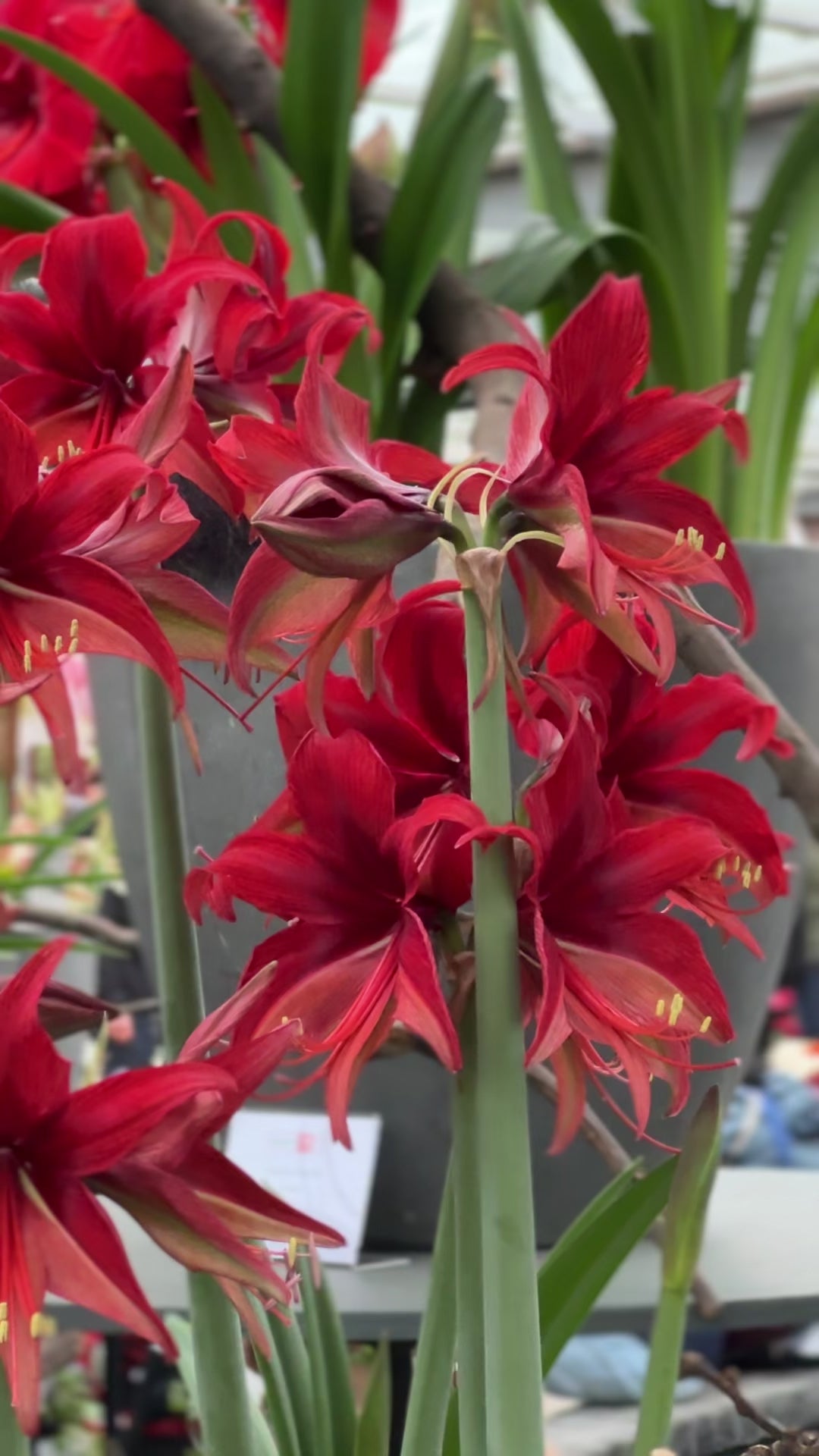 Amaryllis Bogota