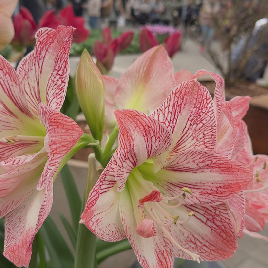 Amaryllis United Glory