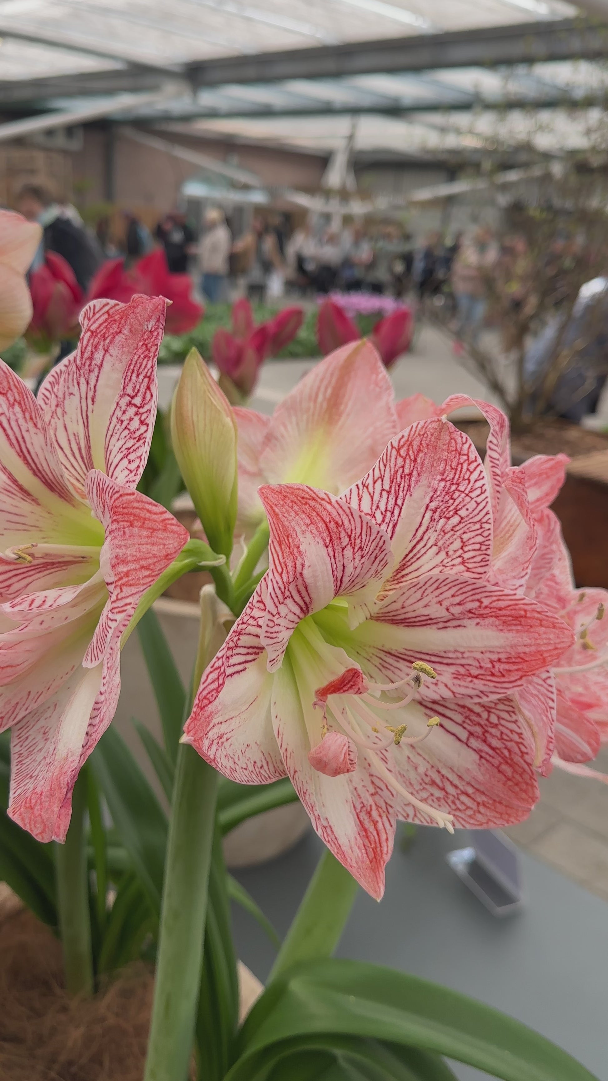 Amaryllis United Glory