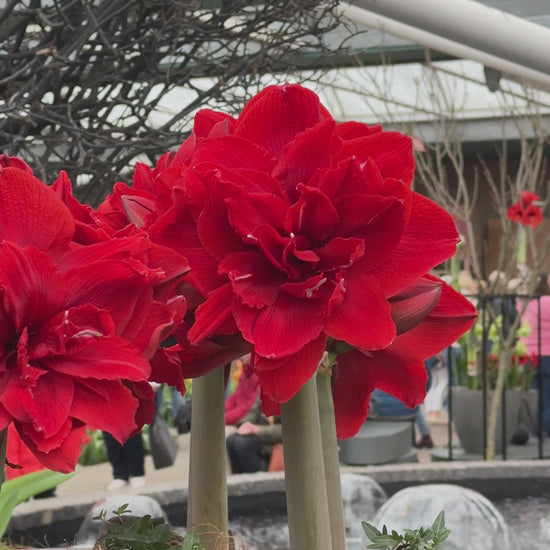 Amaryllis Red Torro