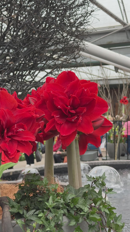 Amaryllis Red Torro
